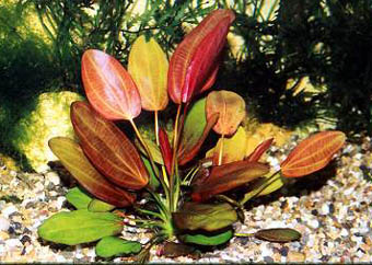 Echinodorus Beauty Red